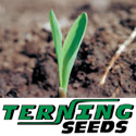 Terning Seeds