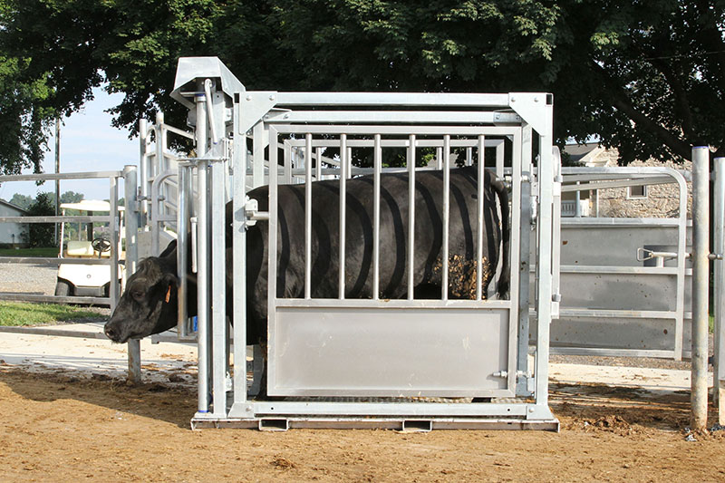 Beef Vet Chutes