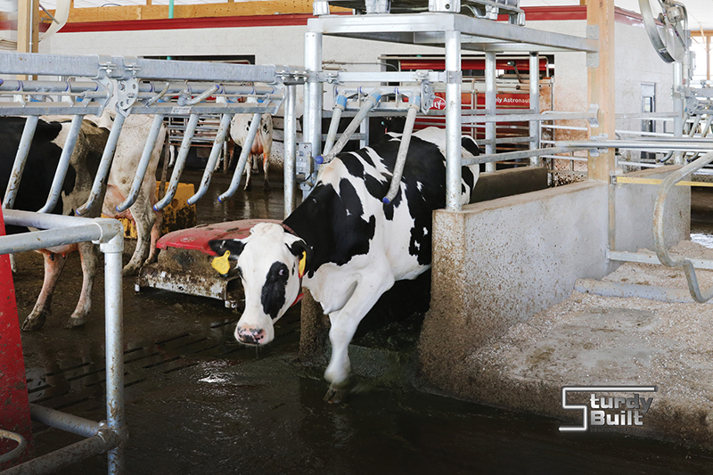 Robotic Milking