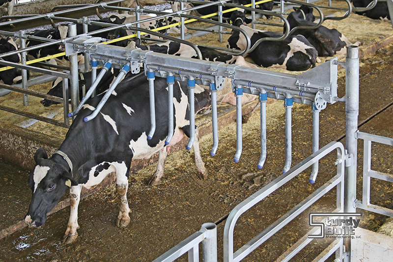 Robotic Milking