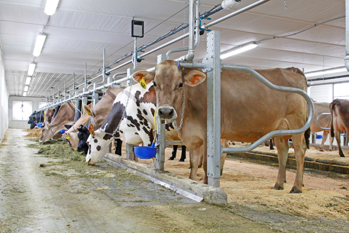 Tie Stalls