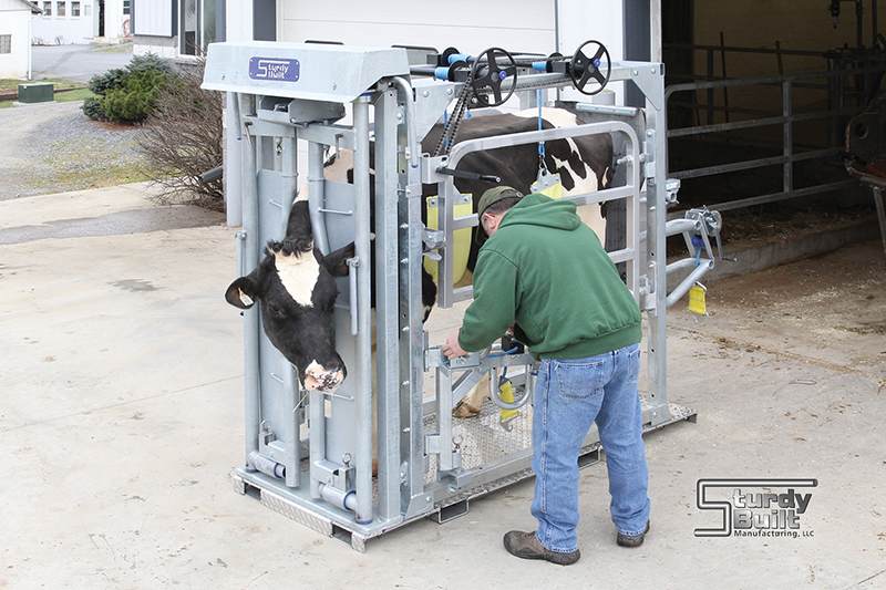 Vet chutes and Head Gates