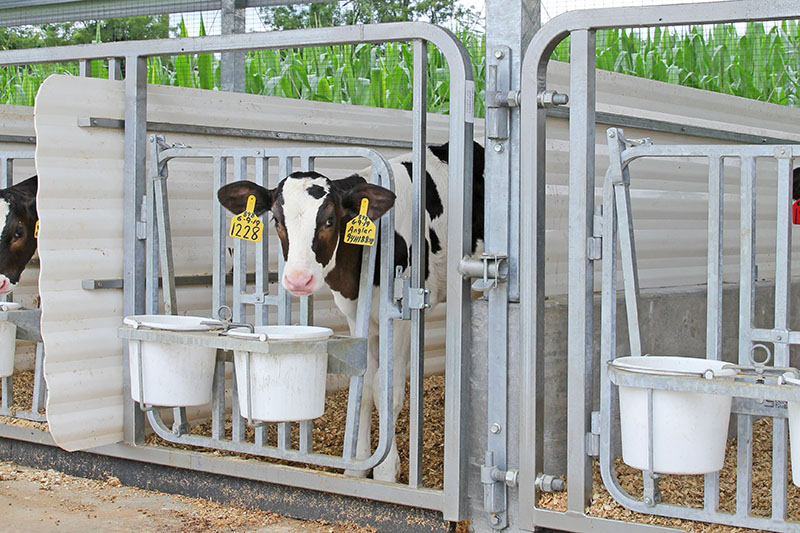 Individual Divided Entry Calfgates