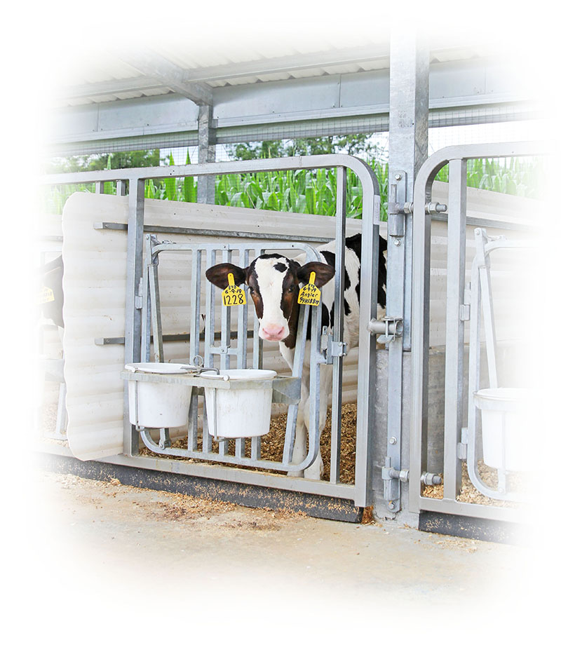 Baby Calf Gate