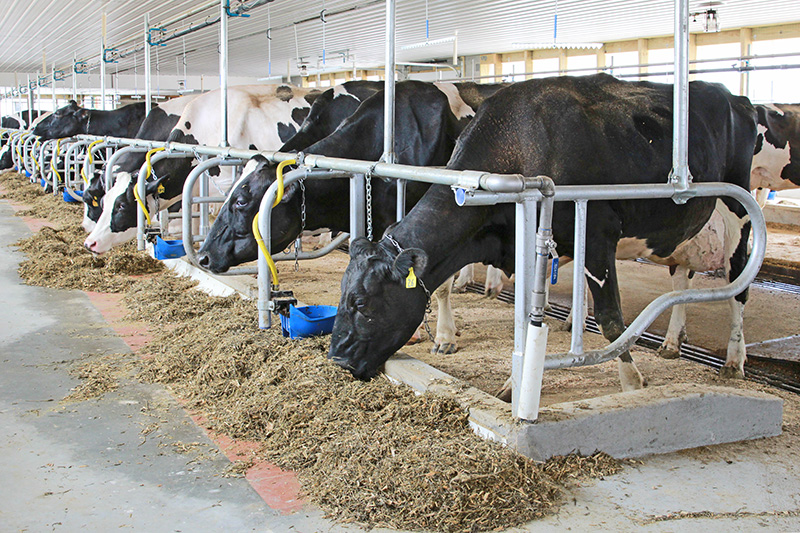 Conventional Tie Stalls